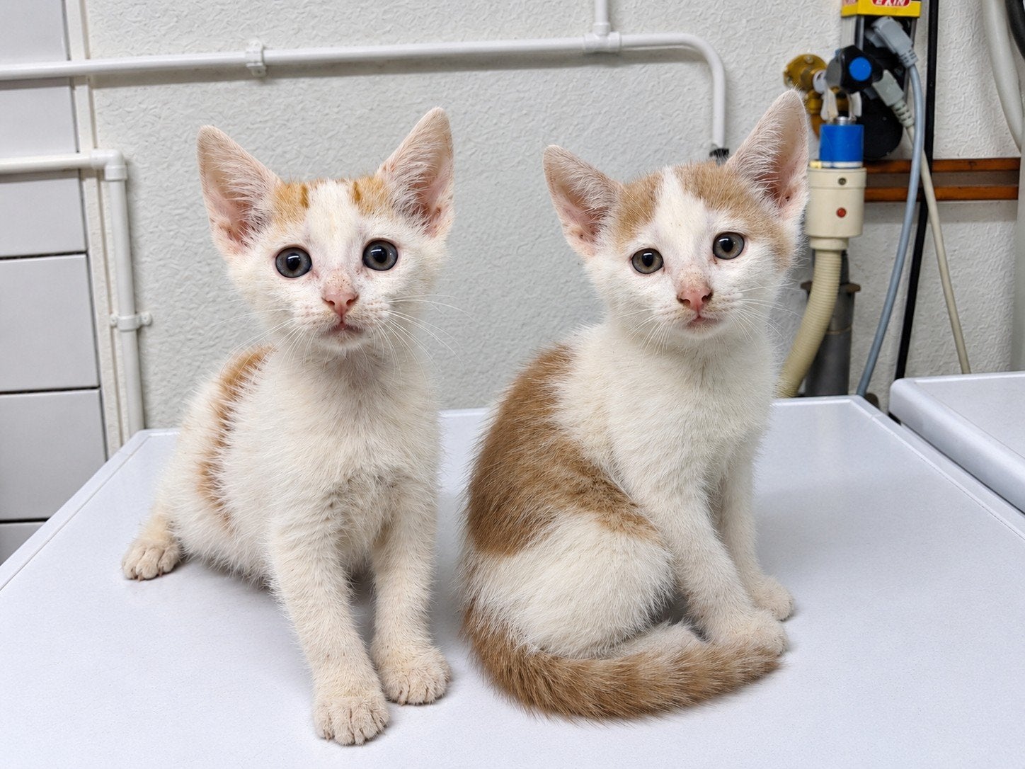 Nog 2 katertjes beschikbaar! VERKOCHT!, Dieren en Toebehoren, Kater, Kortharig, 0 tot 2 jaar