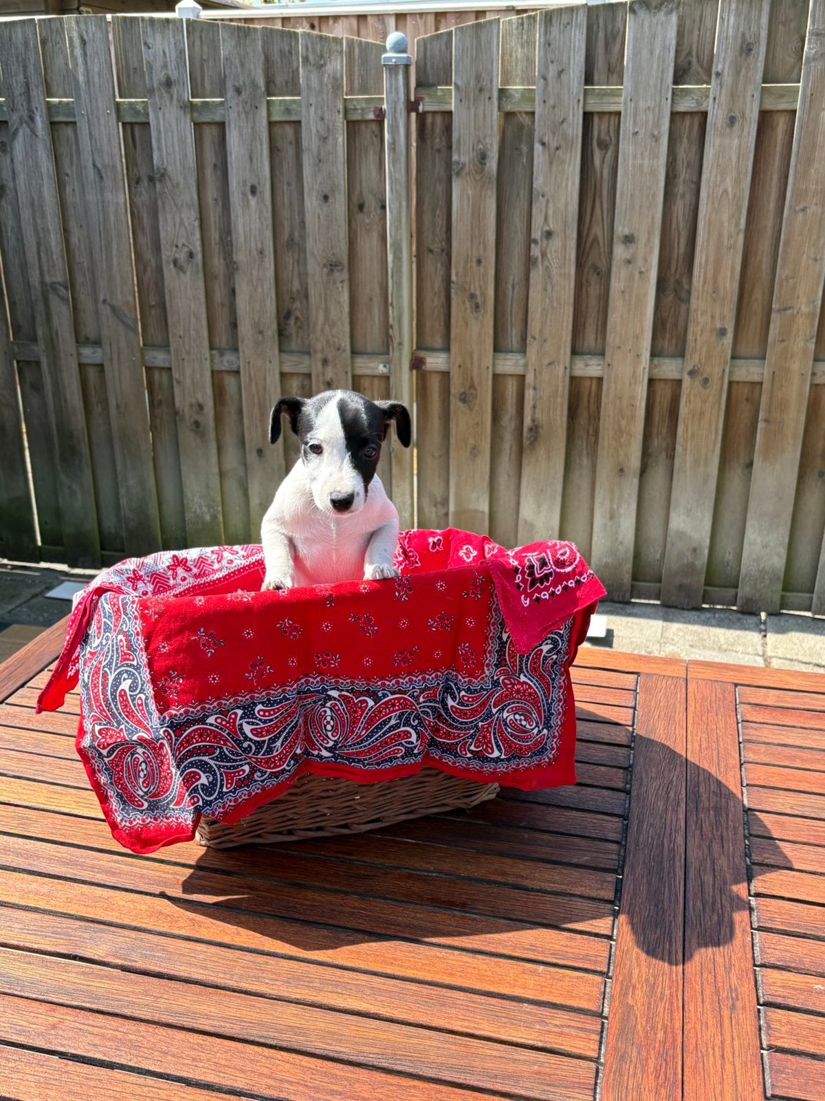 jack russel pups, Dieren en Toebehoren, Honden | Niet-rashonden, 8 tot 15 weken, Parvo, Meerdere, Meerdere dieren