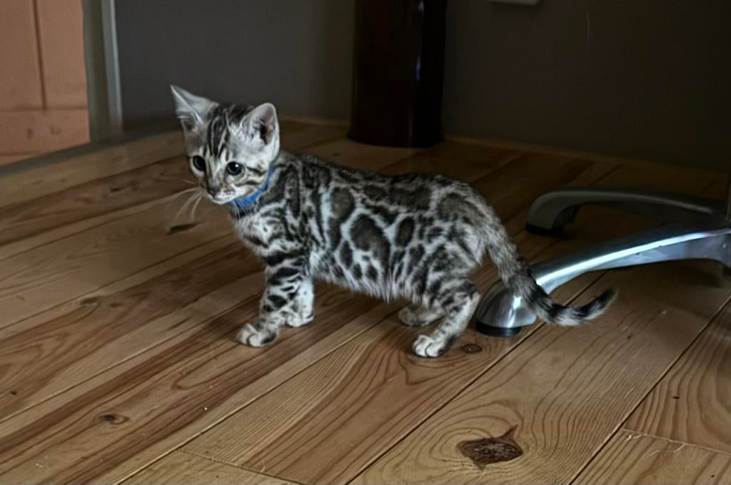 Bengaal kittens  met stamboom, rosetted, Dieren en Toebehoren, Katten en Kittens | Raskatten | Korthaar, Meerdere dieren, Met stamboom
