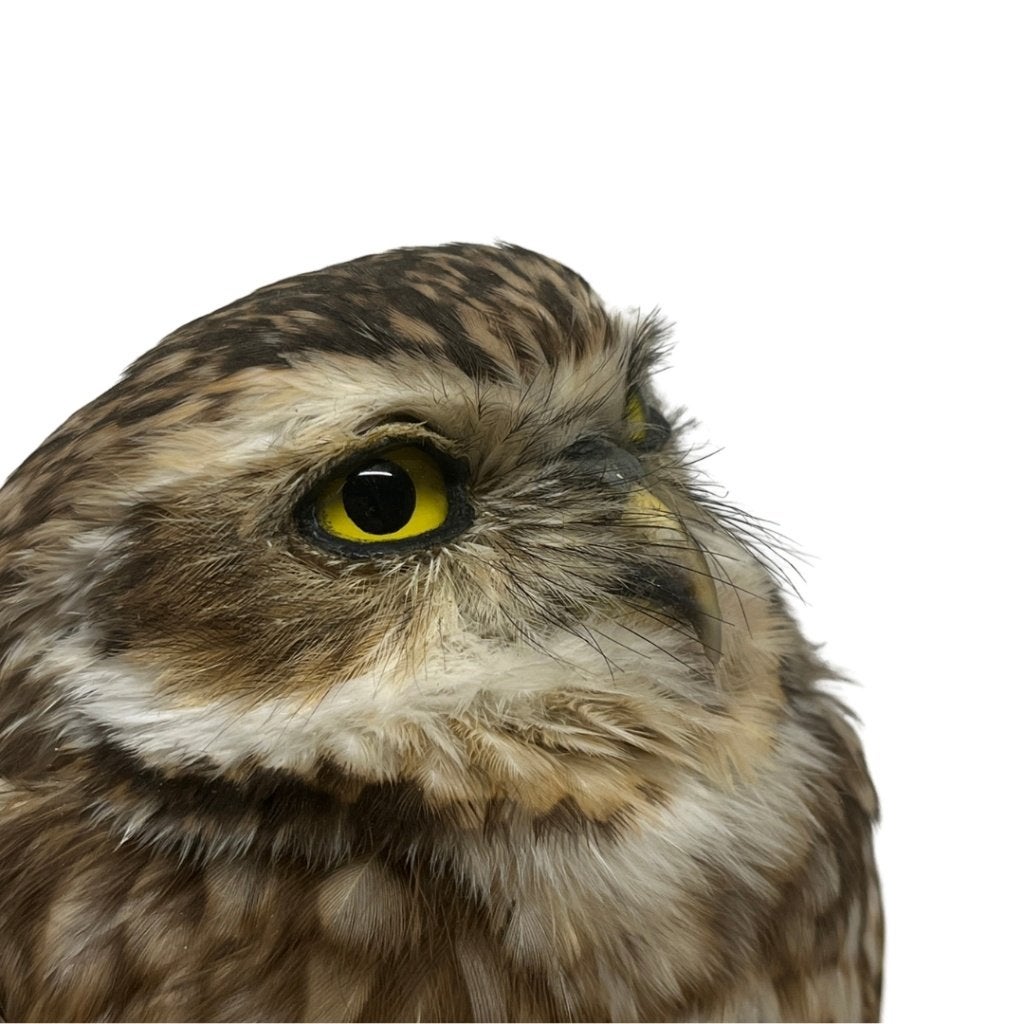 Opgezette holenuil, Ophalen of Verzenden, Nieuw, Vogel, Opgezet dier
