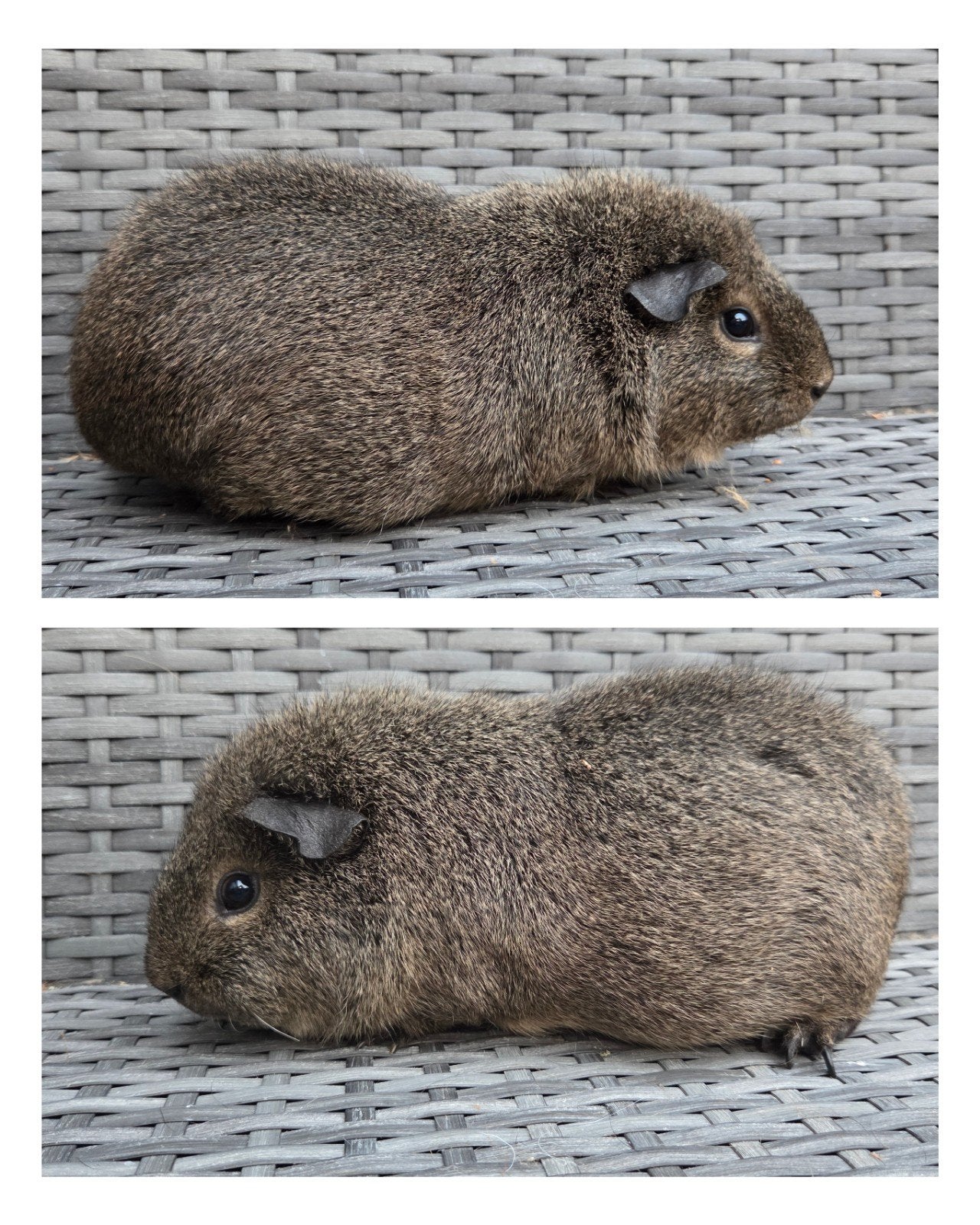 cavia zeug, Dieren en Toebehoren, Knaagdieren, Mannelijk, Tam, Maart, Cavia
