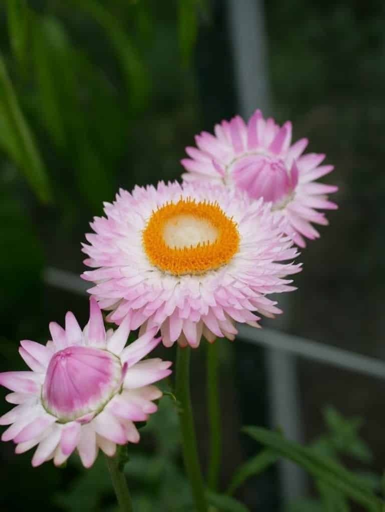 Uit de biologische moestuin: Strobloemen, zaden, Tuin en Terras, Ophalen of Verzenden, Voorjaar, Volle zon, Zaad
