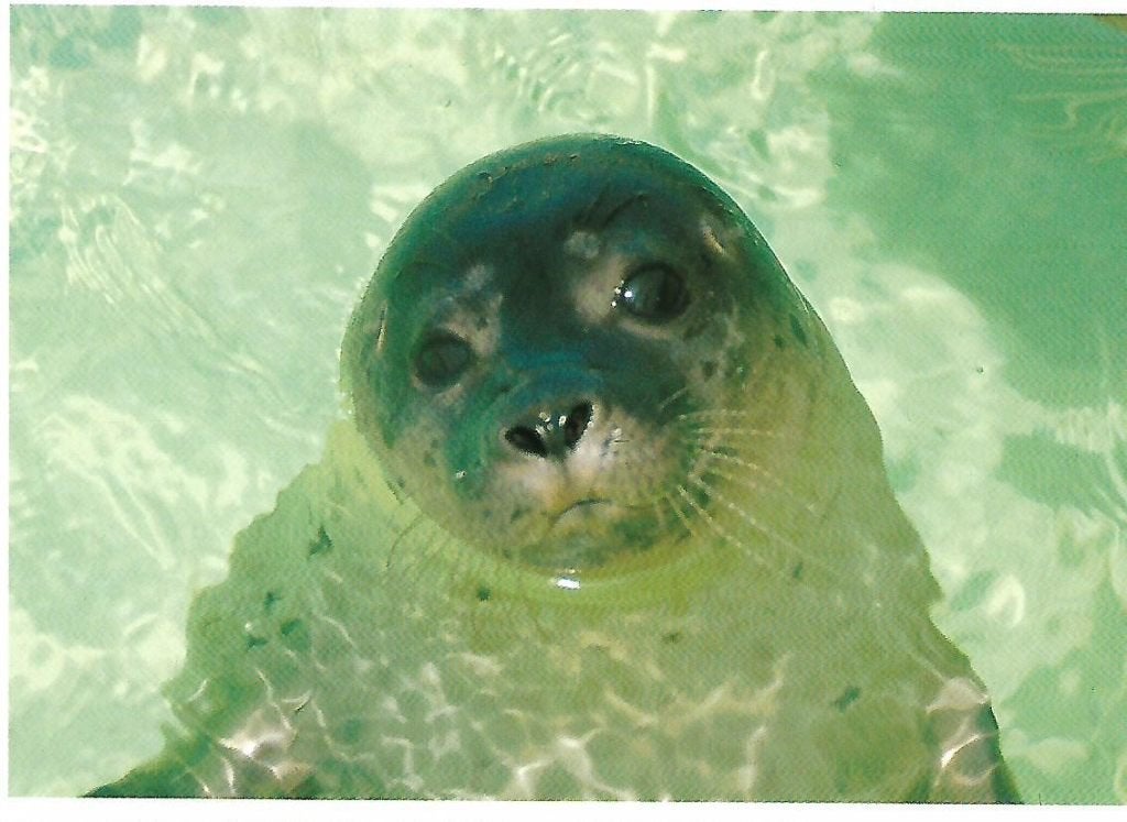 Dieren- -Zeehond., Ophalen of Verzenden, 1980 tot heden, Ongelopen, Wild dier