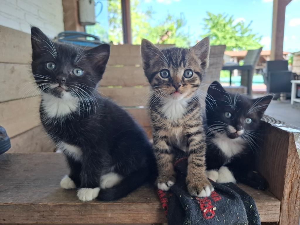 Kittens!, Dieren en Toebehoren, Ontwormd, 0 tot 2 jaar