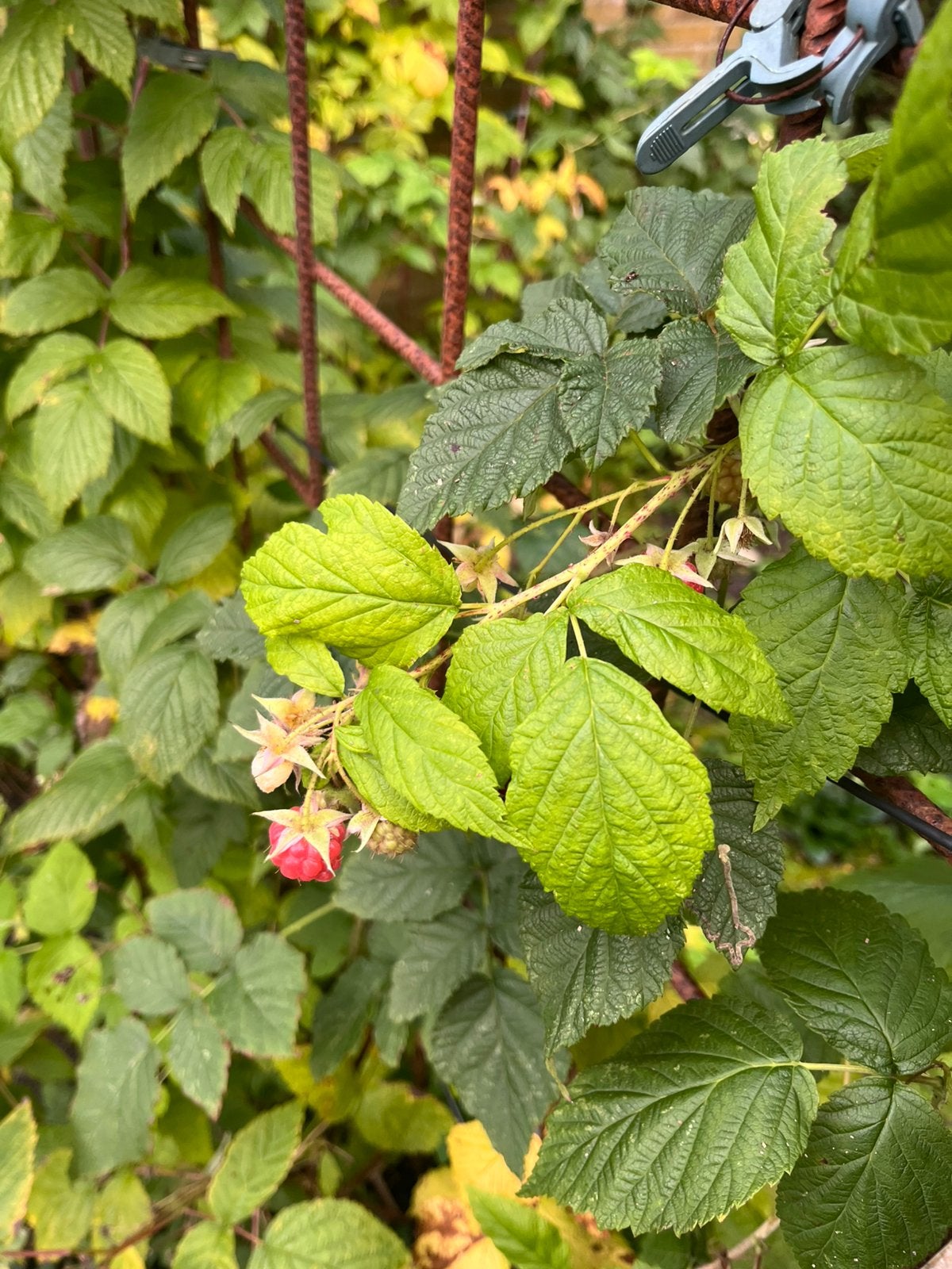 HerfstvFRAMBOZEN, Ophalen, Minder dan 100 cm, Overige soorten, Lente