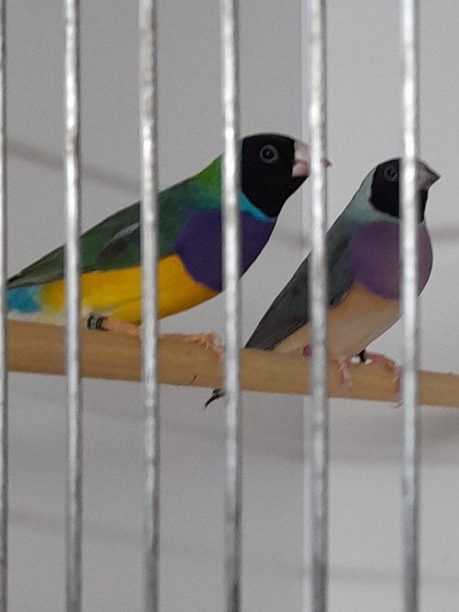 div. koppels gouldamadine, Meerdere dieren, Tropenvogel, Geringd