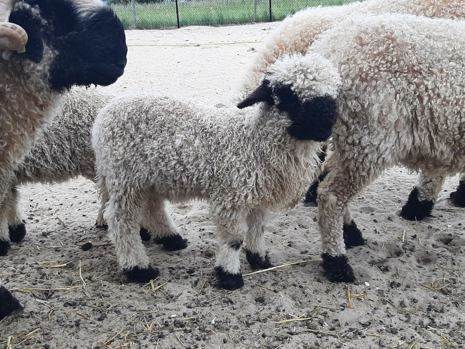 Schwarznase ram ( jong ), Mannelijk, Schaap