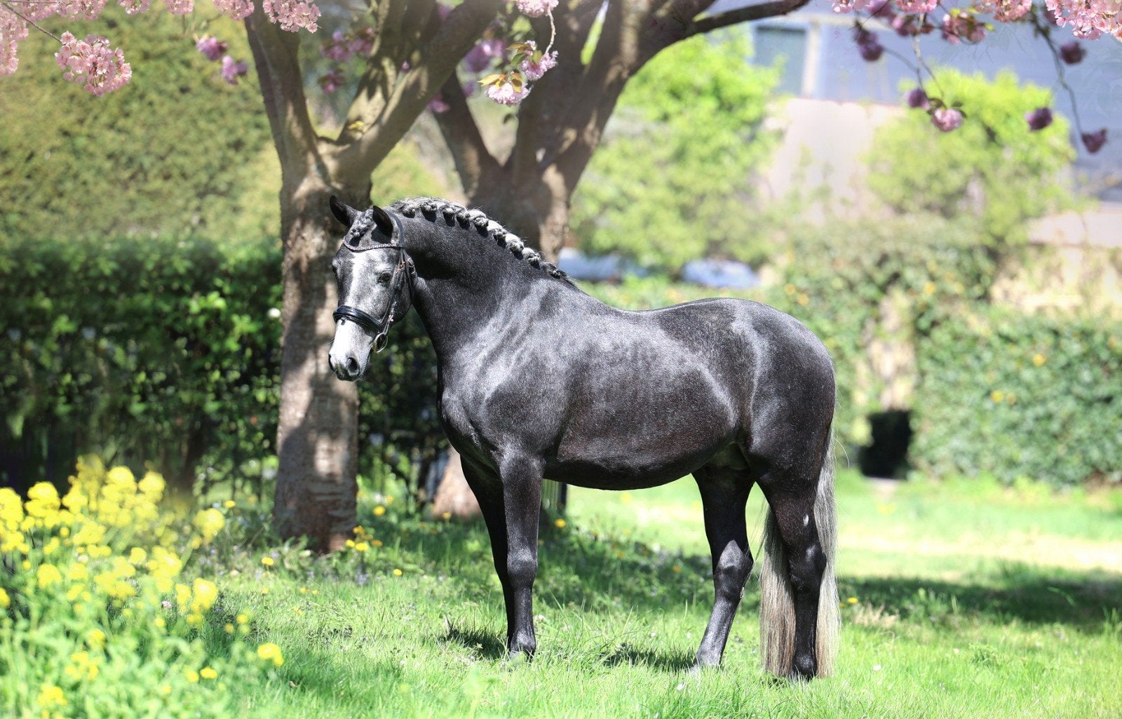 Diverse jonge talentvolle sportpony's, Minder dan 160 cm, Met stamboom, Ruin, Dressuurpaard