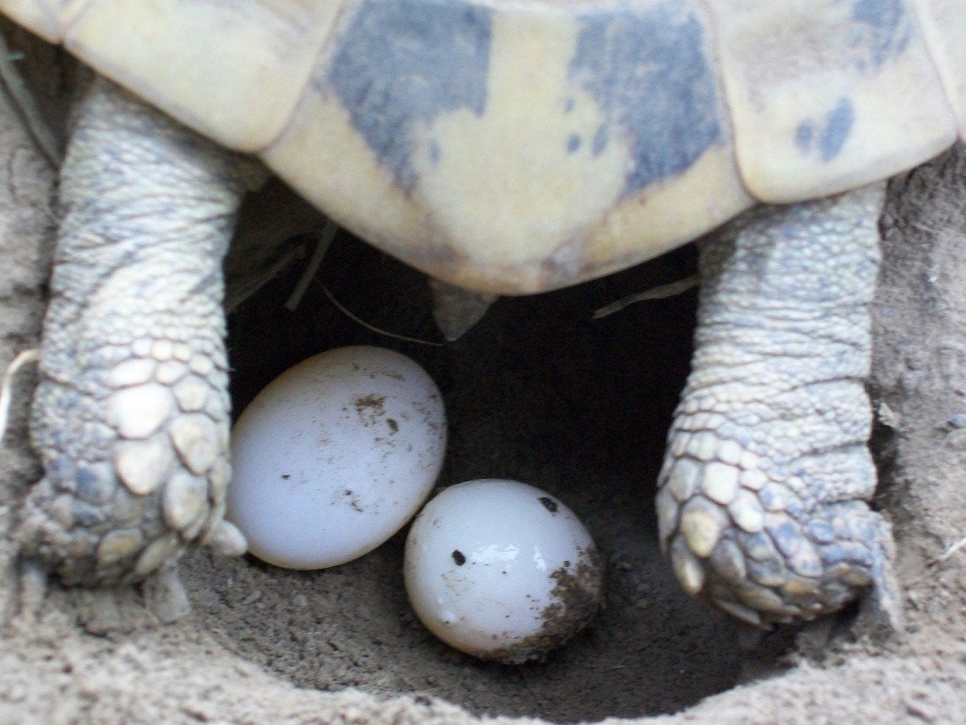 Prachtige, gezonde Griekse Landschildpadden. Nakweek 2026 Tortoise photo 9