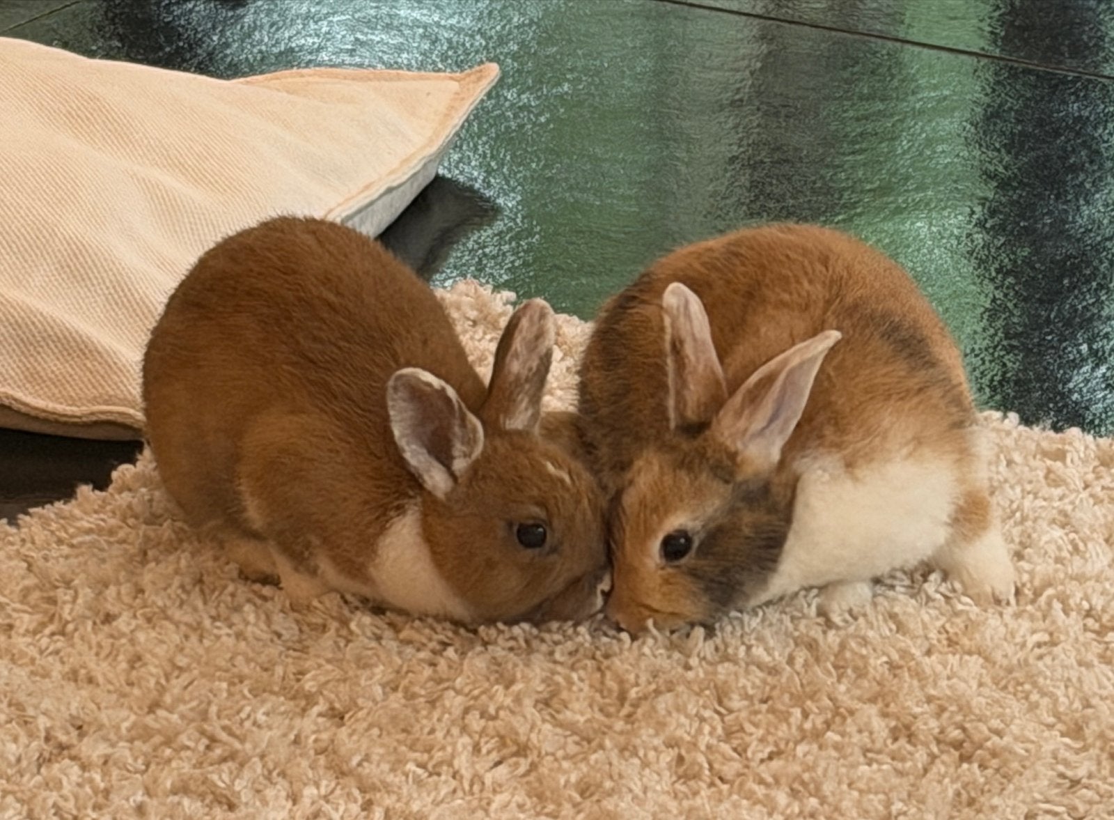Baby dwerg konijntjes, Dieren en Toebehoren, Vrouwelijk, Dwerg
