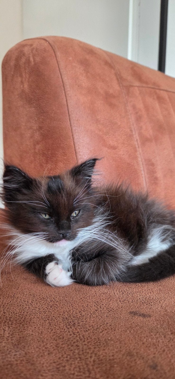 🐾prachtige Black & White Maine Coon kater😻, Dieren en Toebehoren, Kater, Ontwormd, 0 tot 2 jaar