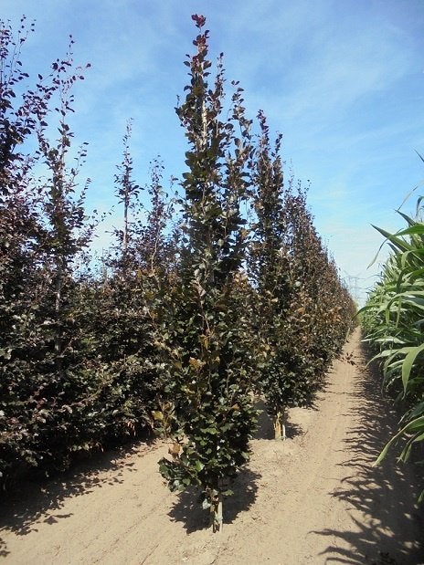 BOOM, ZUIL, Fagus sylvatica 'Dawyck Purple' rode zuilbeuk, Tuin en Terras, Overige soorten, Volle zon, Vaste plant, Verzenden