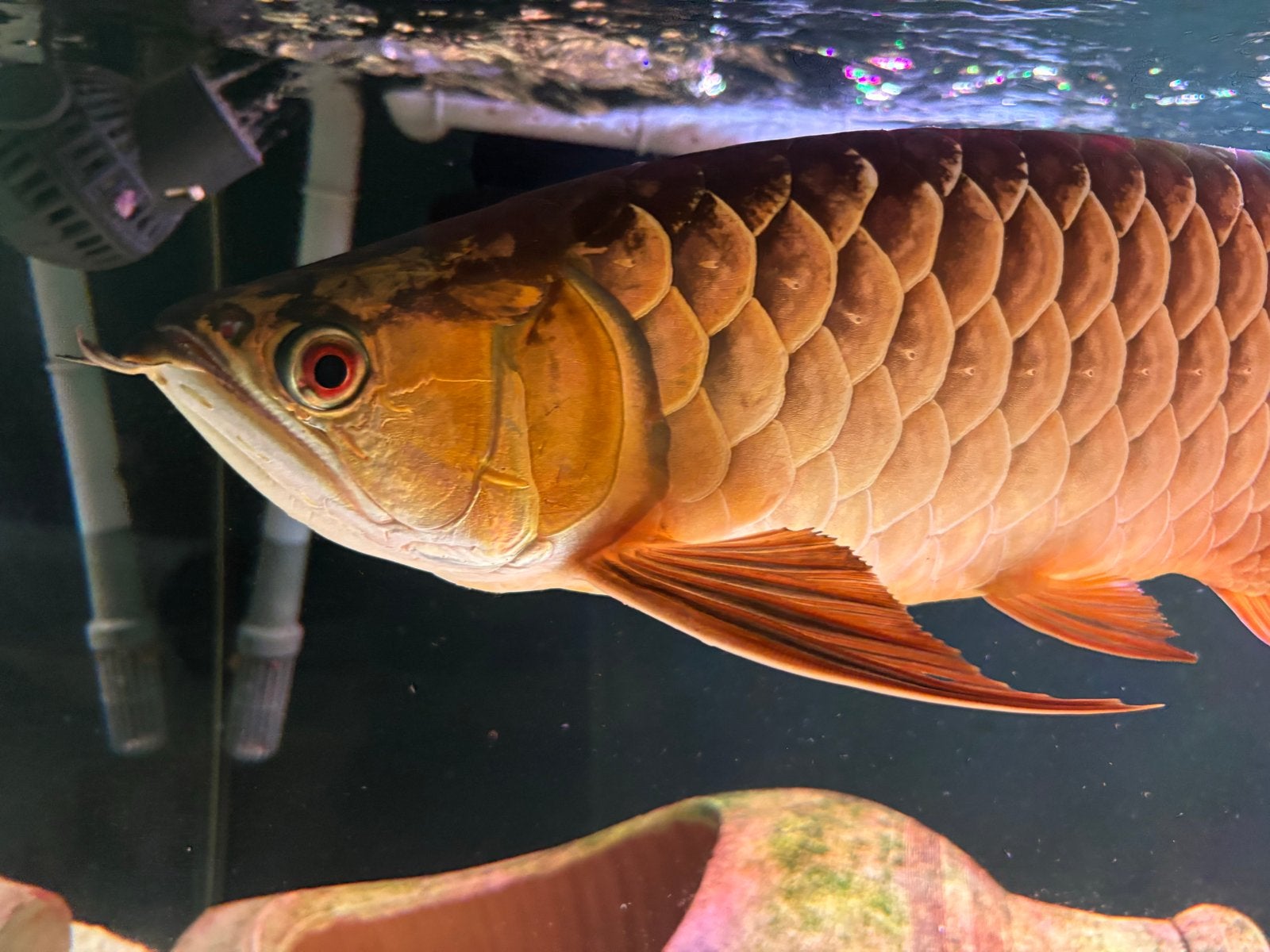 Aziatische Arowana, Vis, Zoetwatervis