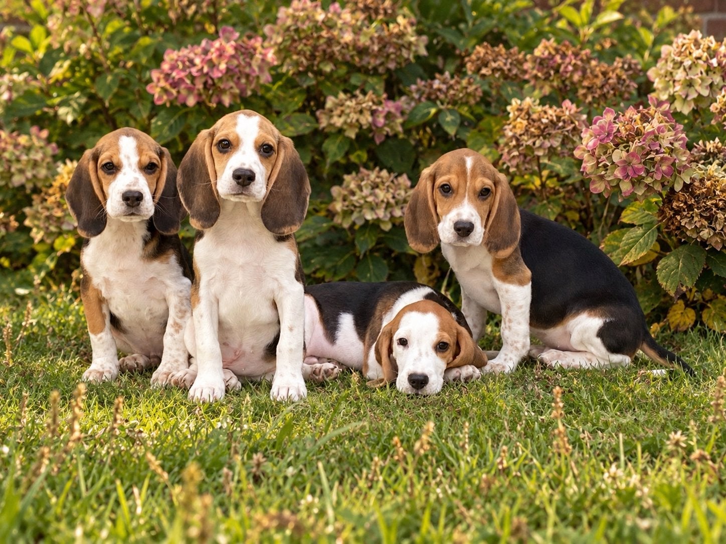 Vrolijke en speelse BEAGLE pups, Parvo, Beagle, Nederland, Reu