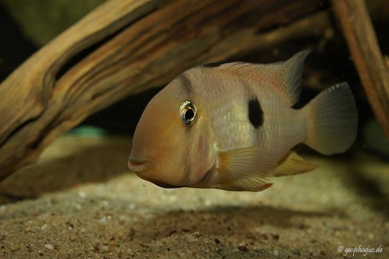 Zuid Amerikaanse Cichliden: Guianacara owroewefi, Dieren en Toebehoren, Vis, Zoetwatervis