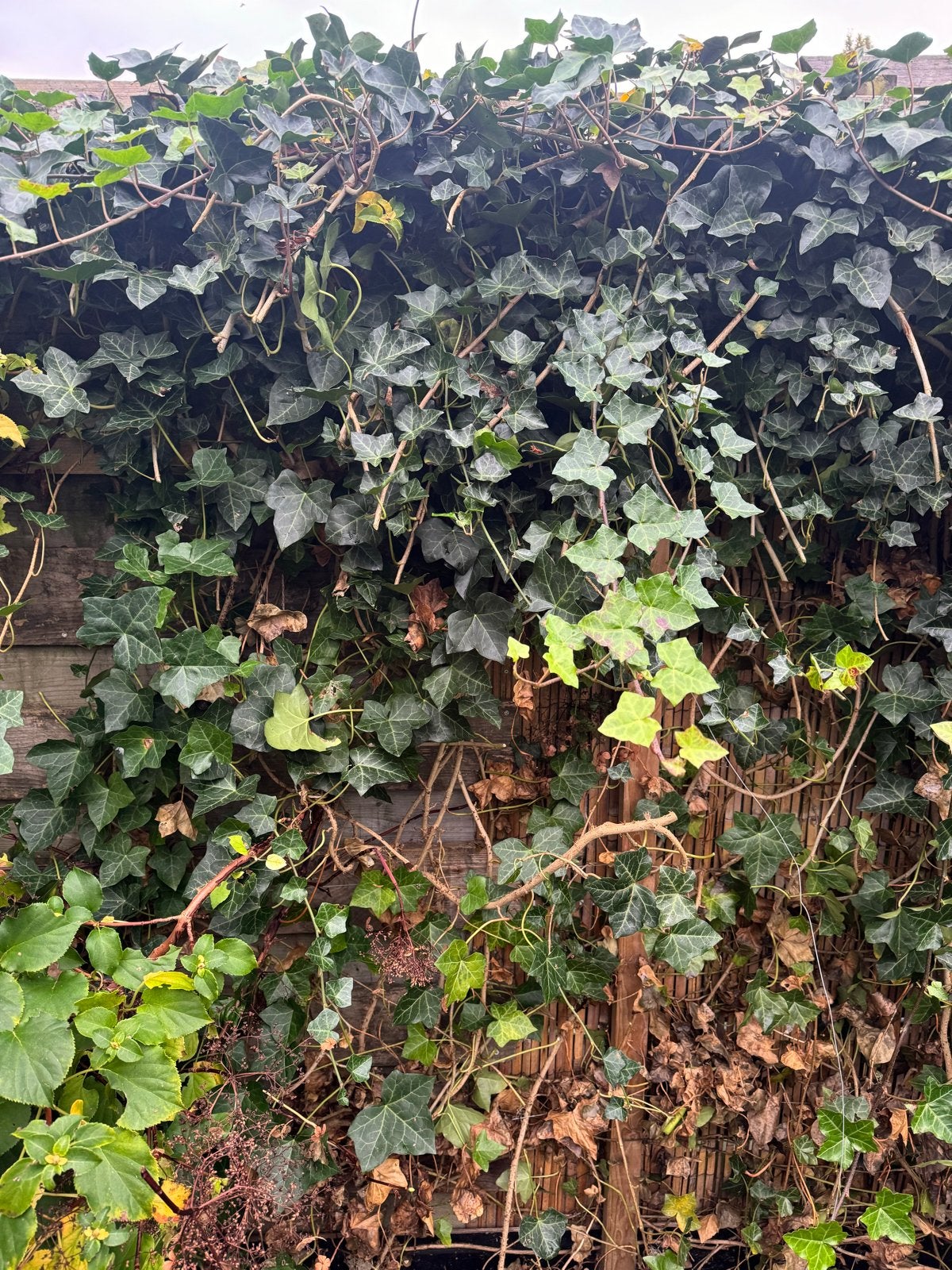 Gratis Klimop met kluit - Ideaal voor groene afscheiding, Ophalen, Vaste plant, Bloeit niet, Halfschaduw