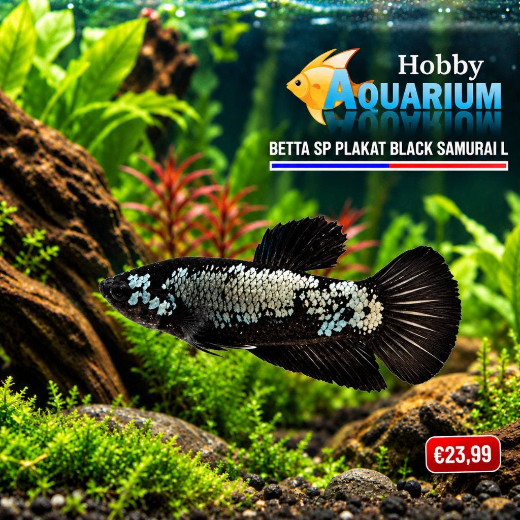 Hobbyaquarium  Betta SP Plakat Black Samurai, Vis, Zoetwatervis