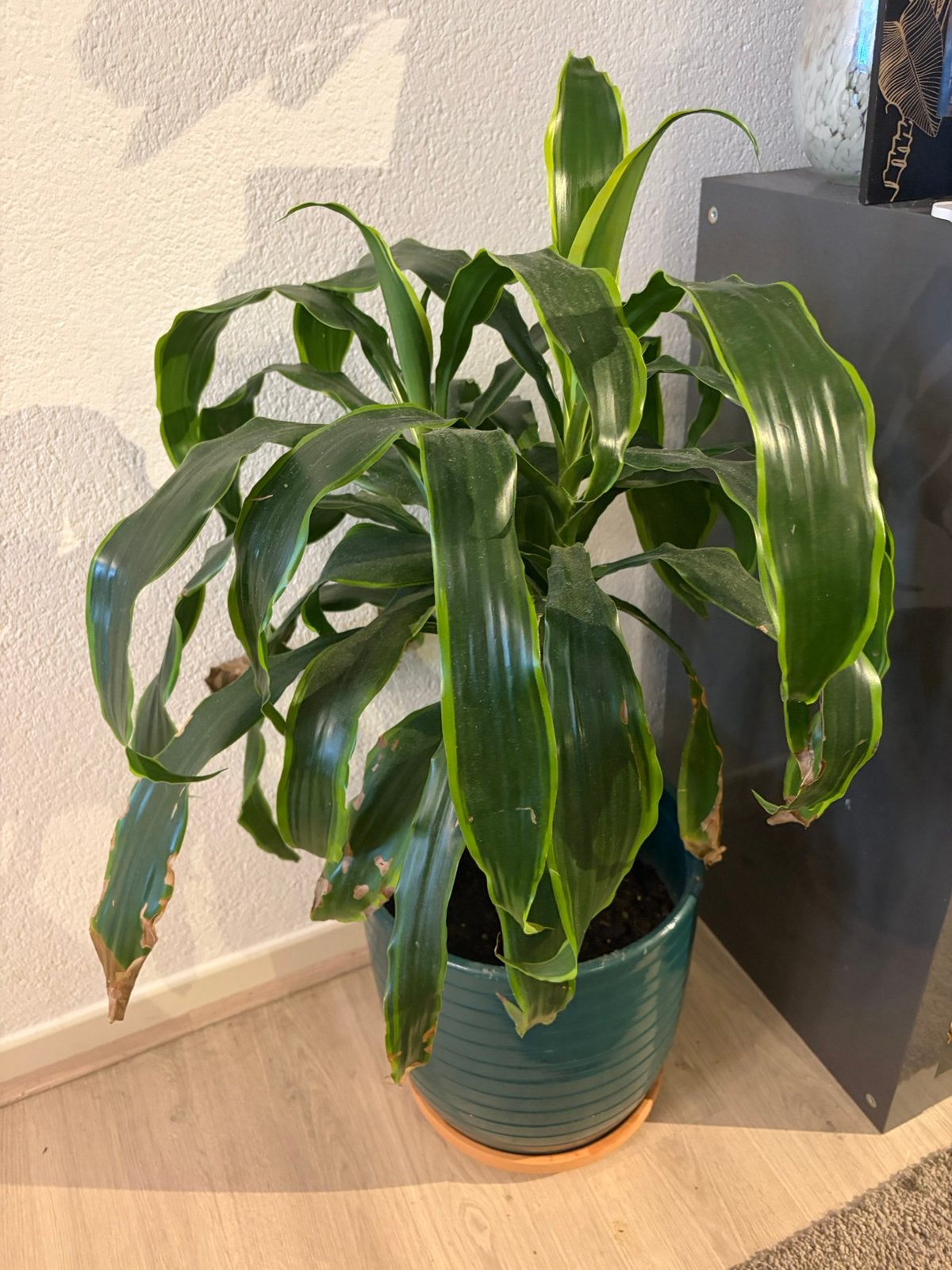 Dracena Houseplant with pot, Ophalen, Halfschaduw, Minder dan 100 cm