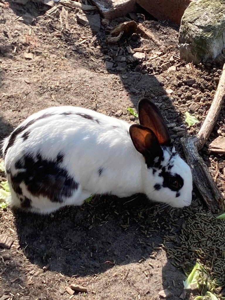 Konijnen, Dieren en Toebehoren, Konijnen, Meerdere dieren, Middelgroot, 0 tot 2 jaar