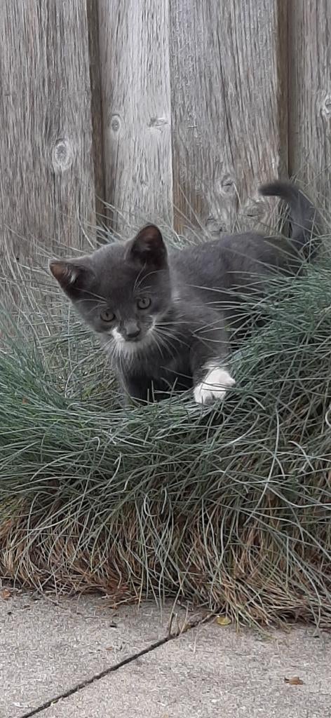 Kittens te koop update, Dieren en Toebehoren, Meerdere dieren, Ontwormd, 0 tot 2 jaar