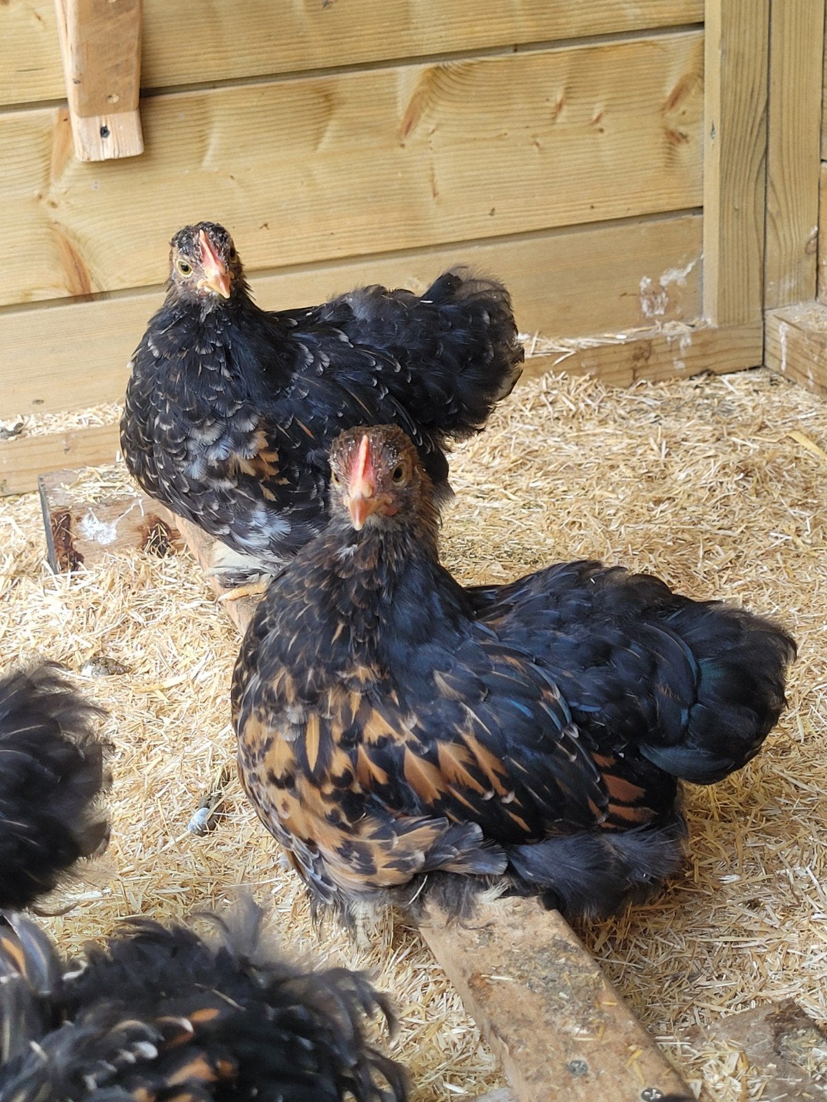 Cochin kriel haantje, Dieren en Toebehoren, Mannelijk, Kip