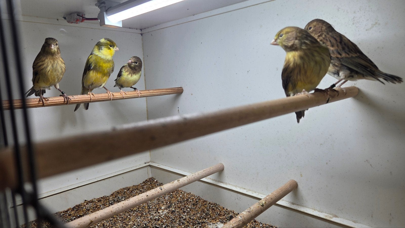 4 jonge kanaries geringd., Dieren en Toebehoren, Geslacht onbekend