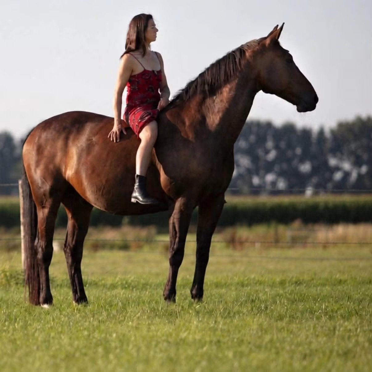 Paard te lease aangeboden, Ruiter of Bijrijder
