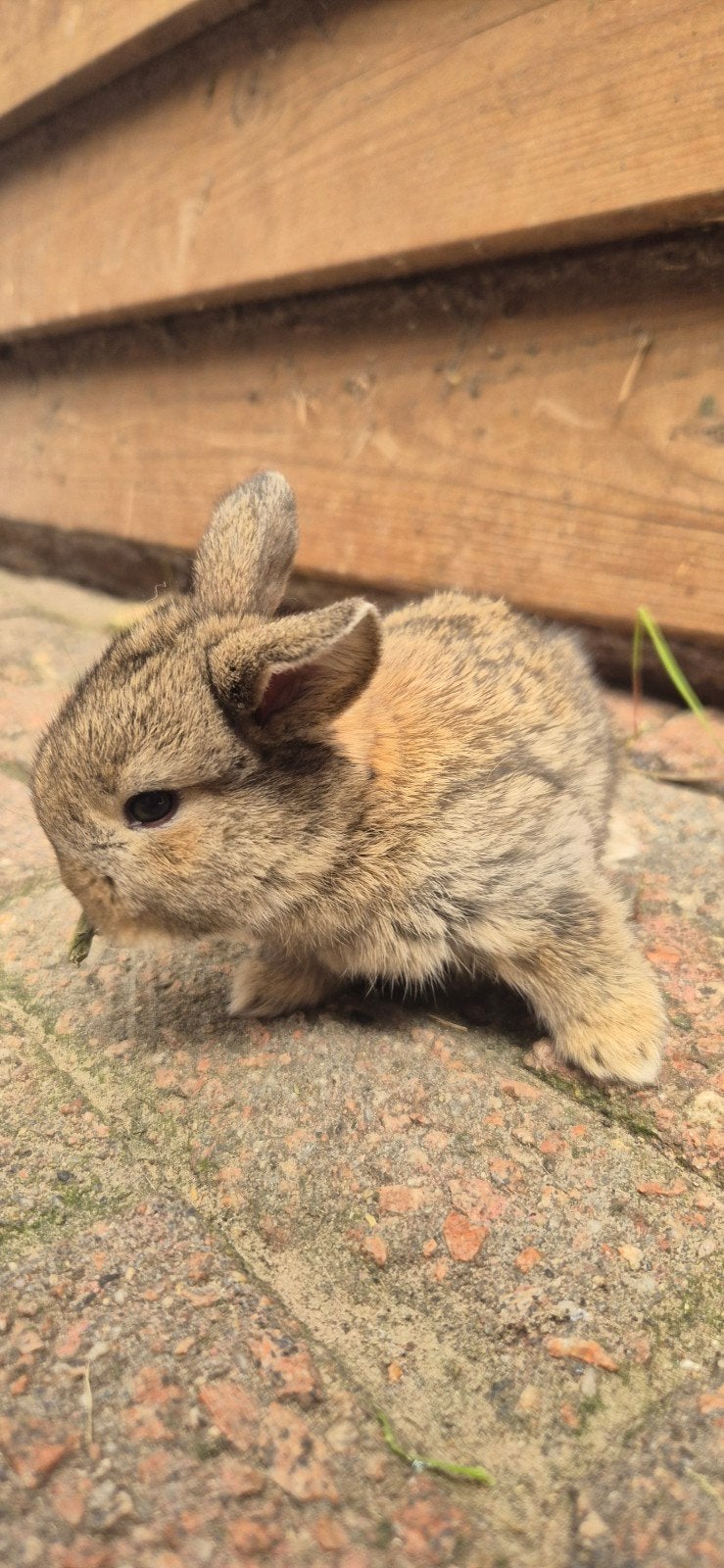 Baby konijntjes, Dieren en Toebehoren, Konijnen, Meerdere dieren