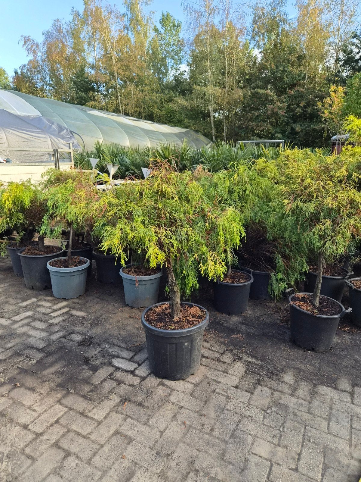 Chamaecyparis pisifera Filifera op stam, Volle zon, Vaste plant, Bloeit niet, Ophalen