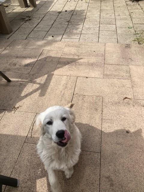Golden retriever, 15 weken tot 1 jaar, Teef, Eén hond, Parvo
