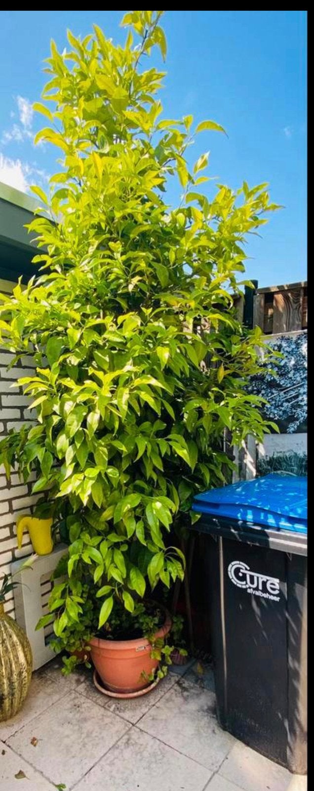 Te koop een hele mooie grote 12 jarige oranjeboom . € 300, Tuin en Terras, Planten | Bomen, Ophalen, Zomer, Volle zon, Overige soorten