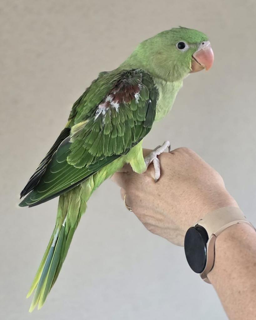 Super lieve tamme jonge Alexander parkiet, Dieren en Toebehoren, Vogels | Parkieten en Papegaaien, Geslacht onbekend, Parkiet