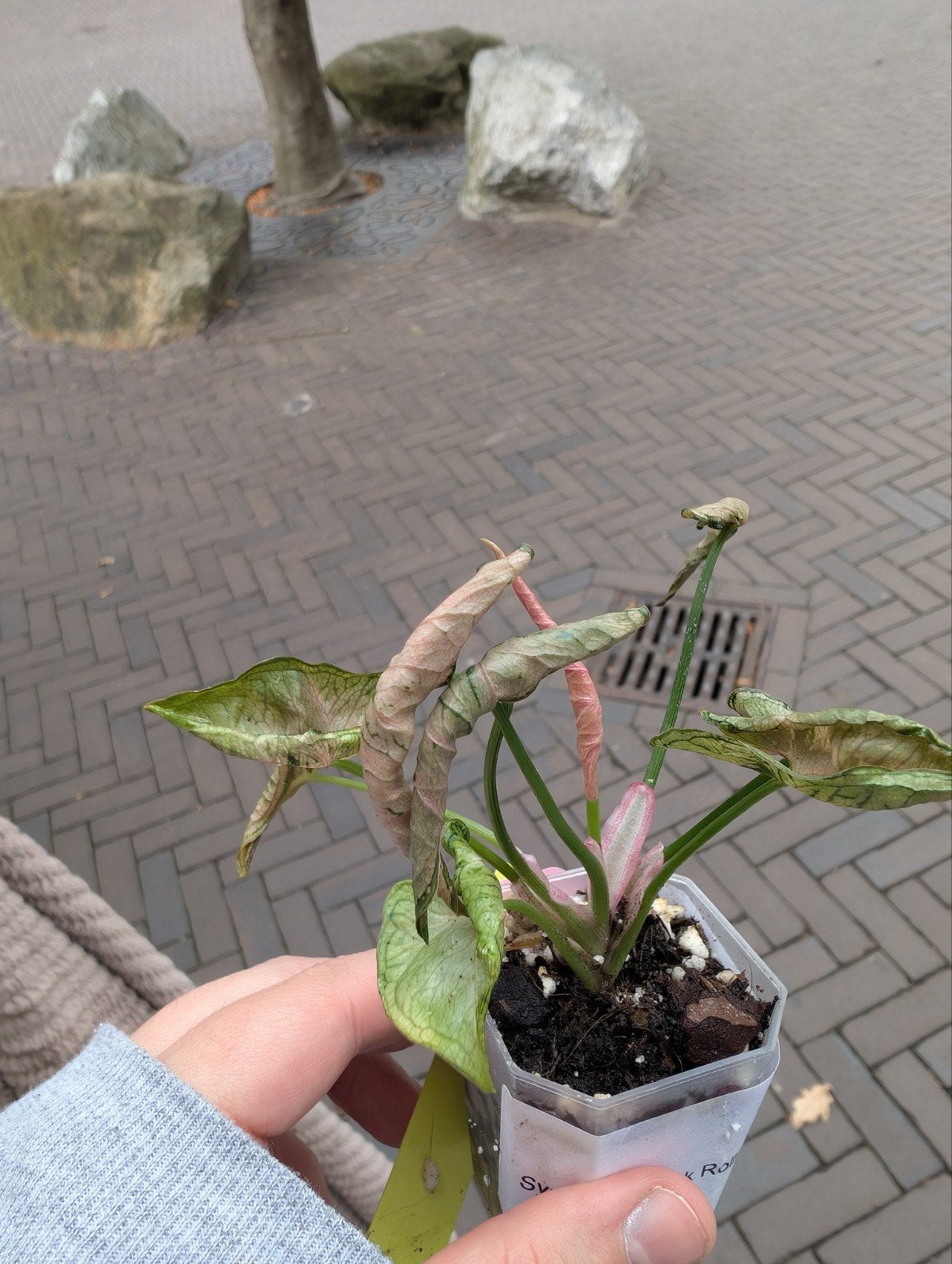 Syngonium Pink Rolli #36, Ophalen of Verzenden, Halfschaduw, Minder dan 100 cm