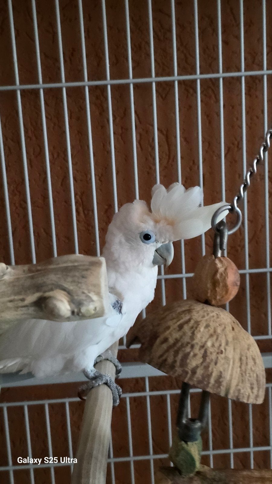 te koop ducrops kakatoe, Dieren en Toebehoren, Vogels | Parkieten en Papegaaien, Mannelijk, Papegaai, Geringd