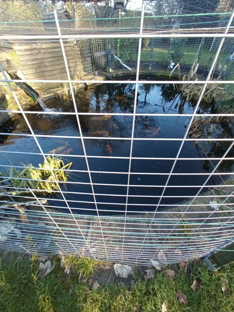 Koi s karpers te koop en andere vissen in Bellingwolde, Tuin en Terras, Ophalen
