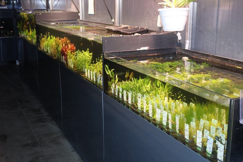 Heel veel aquariumplanten op voorraad!, Dieren en Toebehoren, Info@aquadeco.nl, Plant(en), Steen of Hout, Nieuw, Overige merken