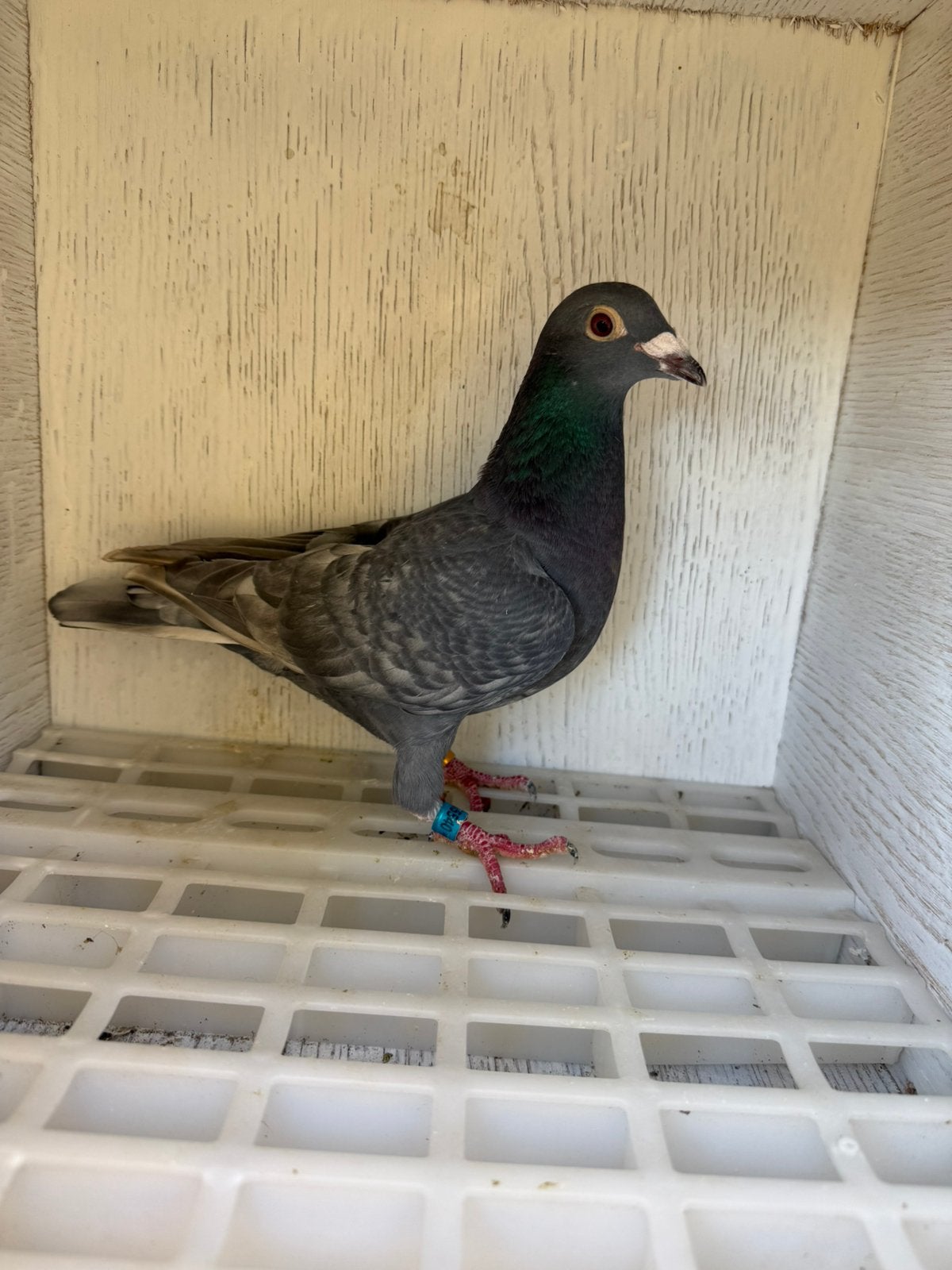 Postduiven, Dieren en Toebehoren, Meerdere dieren, Postduif