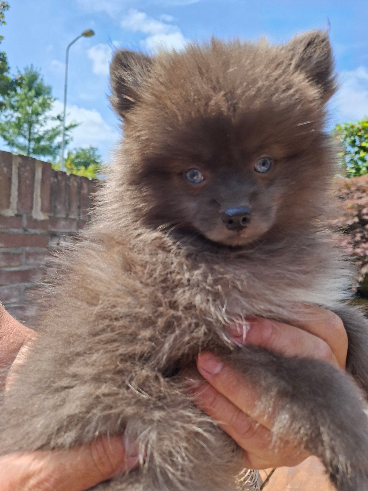 Pomsky teefje ,uniek van kleur🥰, Dieren en Toebehoren, Parvo, 8 tot 15 weken, Teef, Poolhond