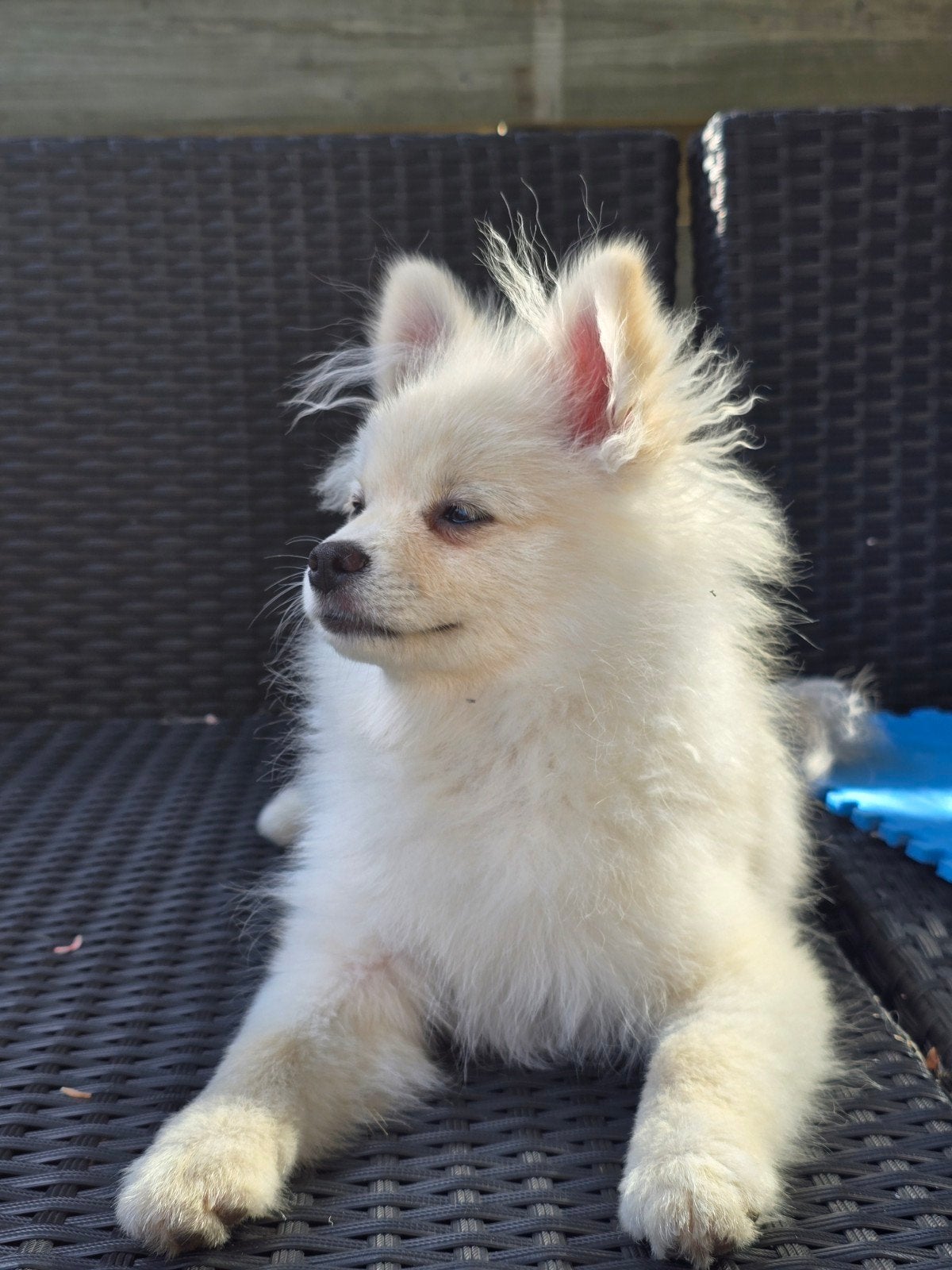 Herplaatsing "foxface" Pomeriaan, Dieren en Toebehoren, Keeshond, 15 weken tot 1 jaar, Teef, Eén hond