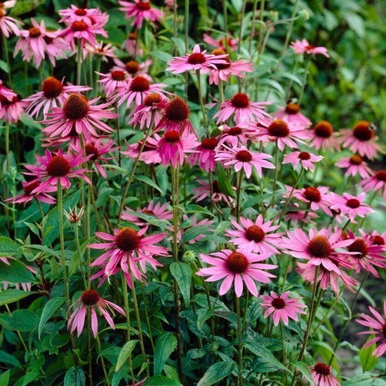 Zaden Echinacea purpurea, Ophalen of Verzenden, Volle zon