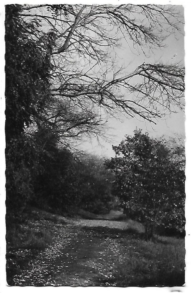 Burgh Haamstede Westerschouwen Oude ansichtkaart ( B889, Ophalen of Verzenden, 1940 tot 1960, Gelopen