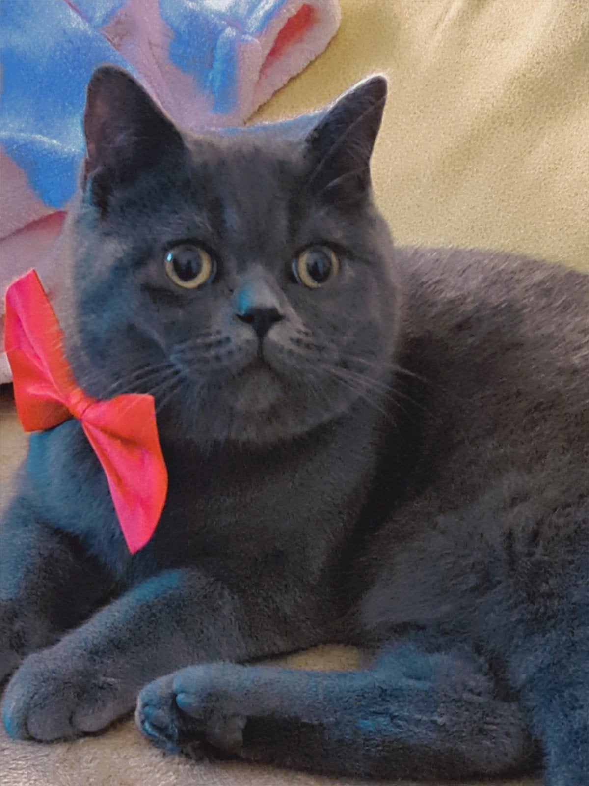 Bristse Korthaar Dit is Bégonia. Hij houdt van knuffelen en, Kater, Kortharig, 0 tot 2 jaar