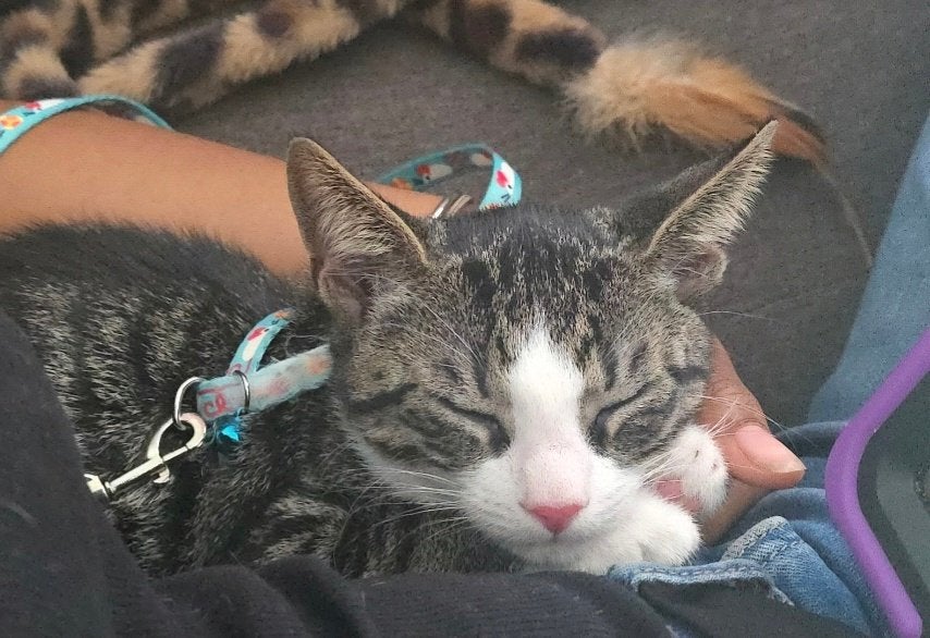 Gratis Katertje, geboren 11 april 2026, Kater, Kortharig, 0 tot 2 jaar