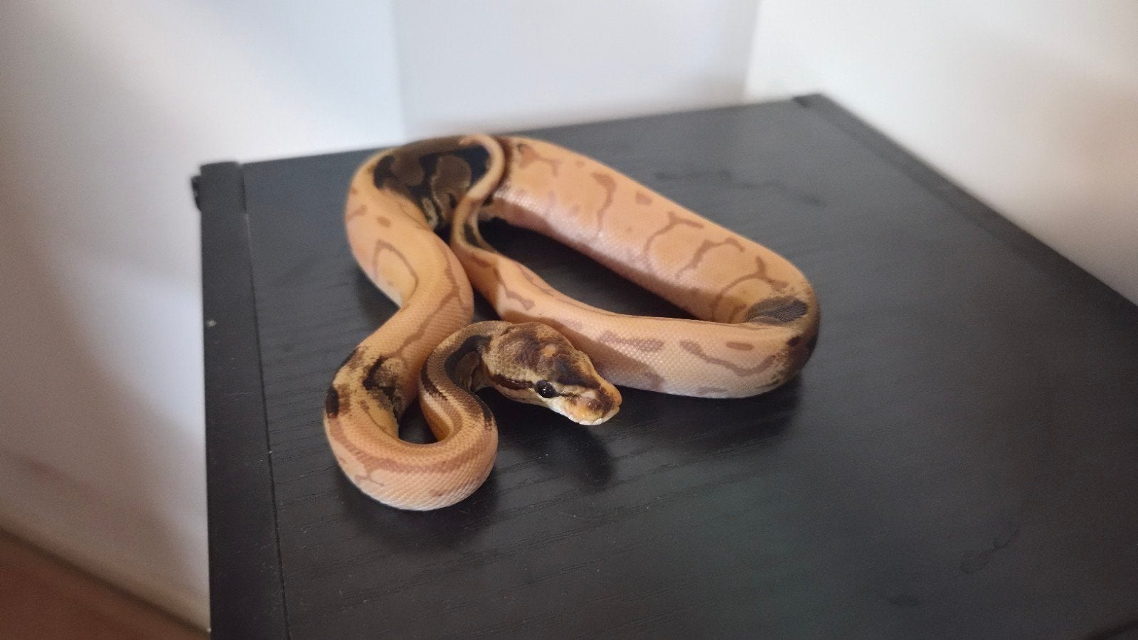 banana leopard pinstripe paradox 66% het pied, Slang, 0 tot 2 jaar