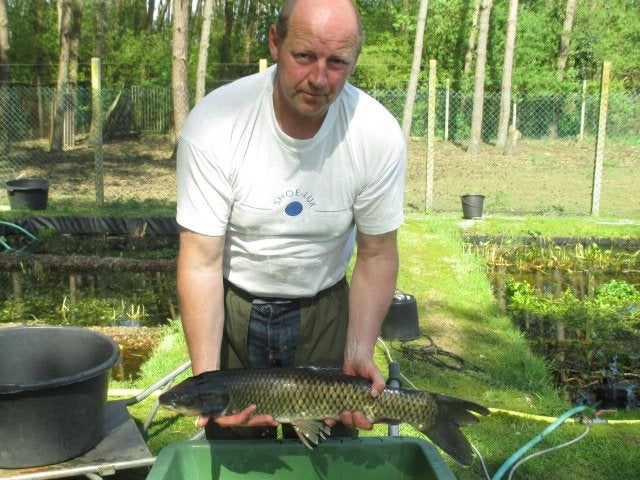 graskarper, graskarpers 25/70 cm vanaf 15 €/stuk., Dieren en Toebehoren, Karper of Koi