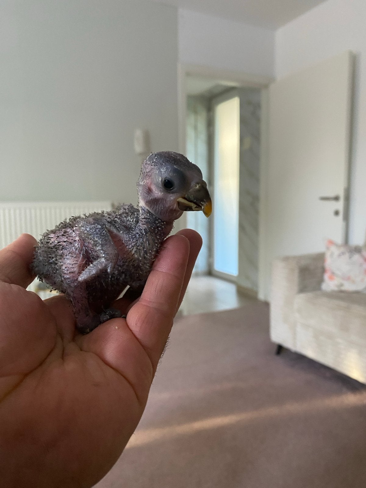 Te koop: Jonge Edelpapegaai, Dieren en Toebehoren, Vogels | Parkieten en Papegaaien, Geslacht onbekend, Parkiet