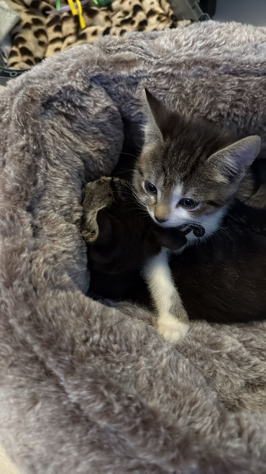 Kitten te koop, Dieren en Toebehoren, Poes, Kortharig, 0 tot 2 jaar