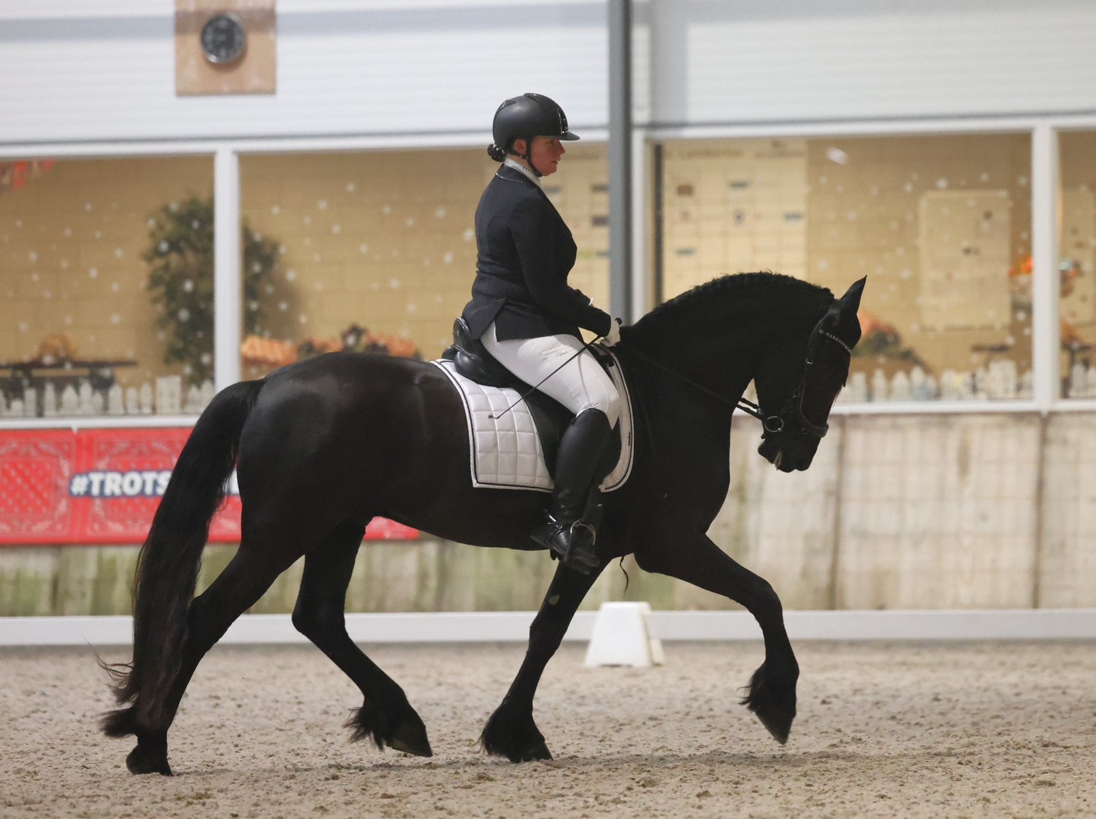 7 jarige friese ruin, Minder dan 160 cm, Met stamboom, Ruin, Dressuurpaard