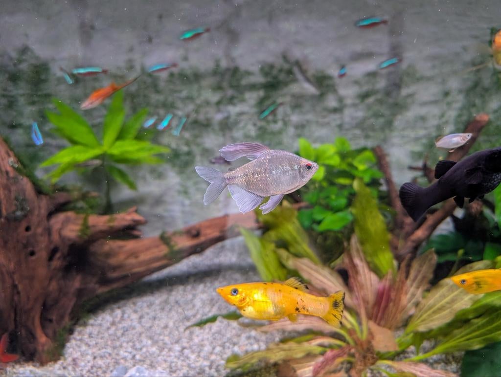 3 diamant zalmen, Dieren en Toebehoren, Vissen | Aquariumvissen