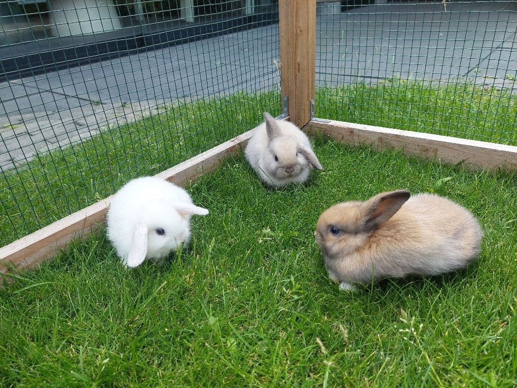 Raszuivere Minilop konijntjes, Dieren en Toebehoren, Konijnen, Vrouwelijk, Klein, Hangoor, 0 tot 2 jaar